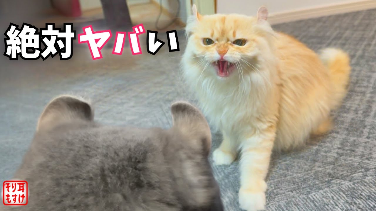衝撃。ブチ切れた娘が母ちゃんをボコボコに…家族の反応が面白すぎるw