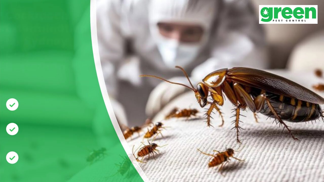 Chemical-Free Cockroach Extermination for Sydney CBD Restaurants | Food-Safe Control