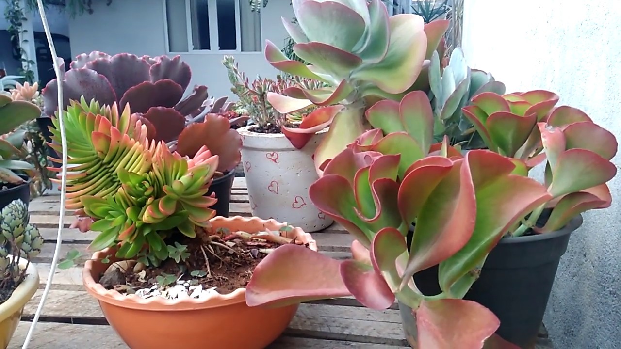 Minhas #Suculentas #Gigantes