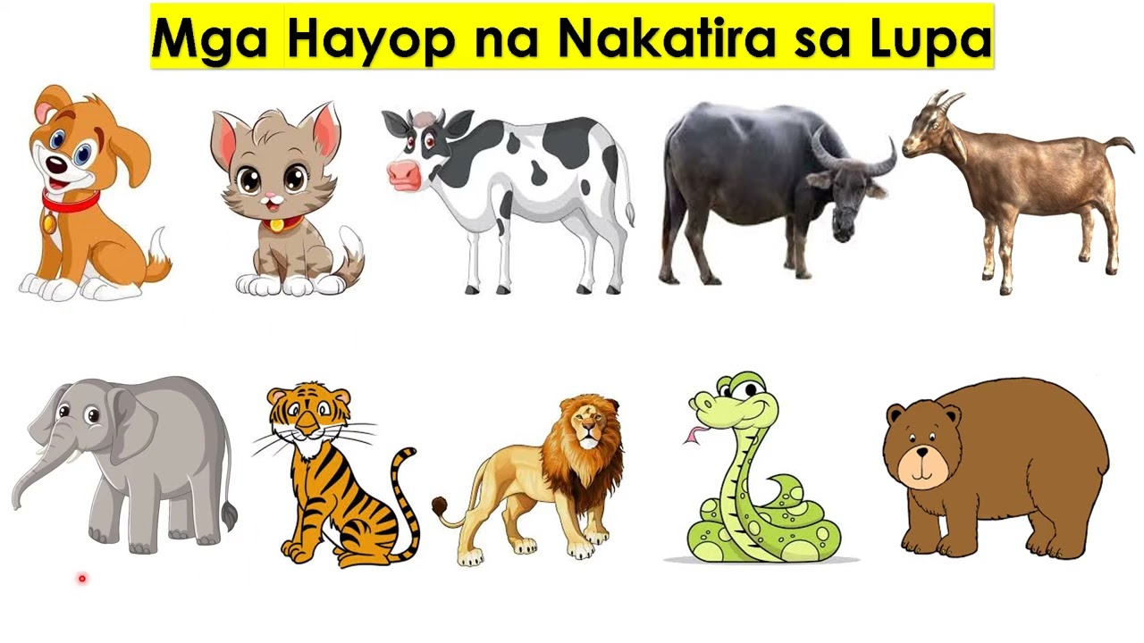 Mga Hayop sa Ating Paligid , Tirahan ng mga Hayop 
