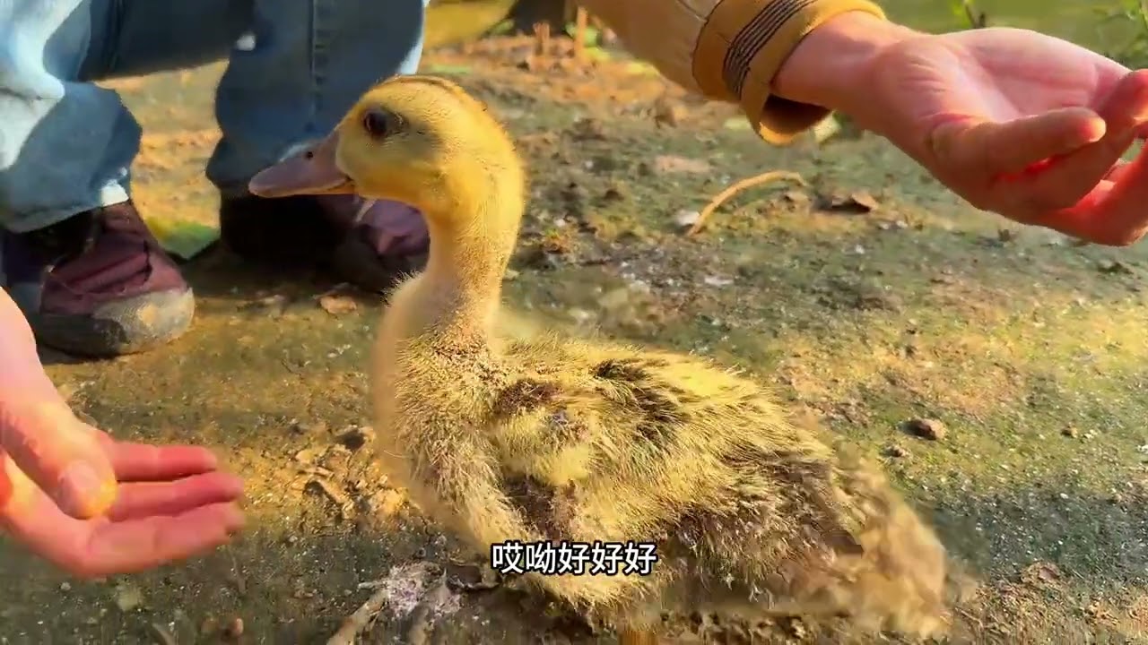 小混血鸭见到了亲生爸爸，小鸭子长得像爸爸