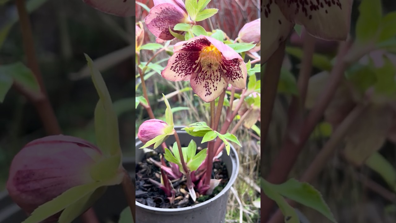 Heavily speckled hellebore hybrid #helleborus #winterflowers #морозник