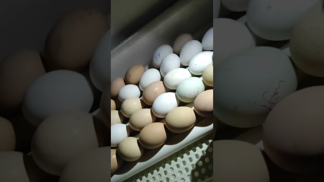 KULUÇKA MAKİNASI DÖL KONTROLÜ 11 GÜN 🐣🐥   ⭐MACAHEL HOBİM⭐ #köydeyasam #kulucka #civciv