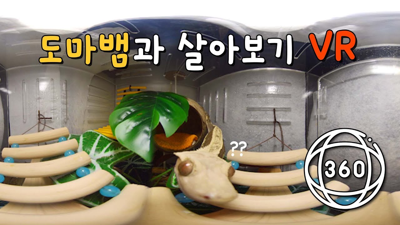 도마뱀 집에 살아보기 360도 VR영상, 도마뱀이 보는 세상은 어떨까?