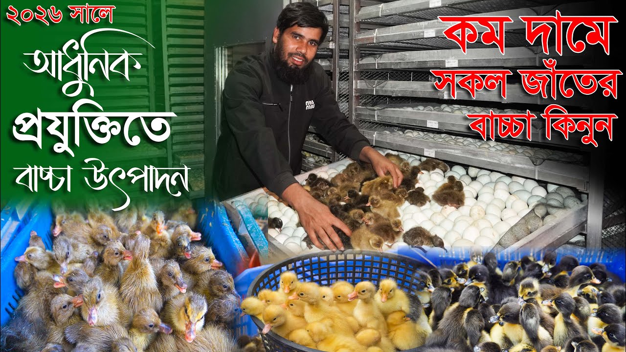 আধুনিক প্রযুক্তিতে বাচ্চা উৎপাদন | কমদামে সকল জাঁতের বাচ্চা কিনুন | Duck farming | Khamar Bangla 24.