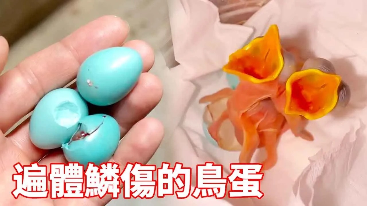 蒙面鸟哥·救助小鸟日记：老人干活时捡到几颗破碎的鸟蛋，小心用手套包起寻求帮助，会有奇迹发生吗？#bird #小鸟