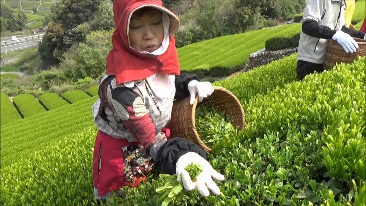 新茶の手摘み風景　静岡県牧之原市坂部地区　Handpicking scenery of the first tea of the season