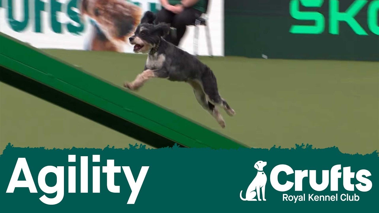Rescue Dog Agility | Crufts 2026