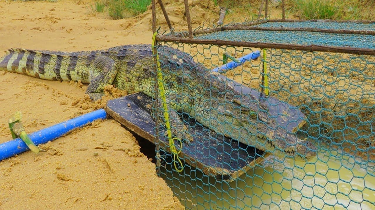 Crocodile Trap ⎟ Easy Trap by duck cages