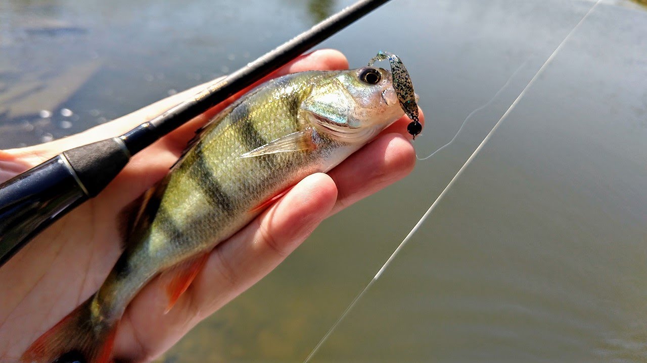 Fishup Tiny 1.5