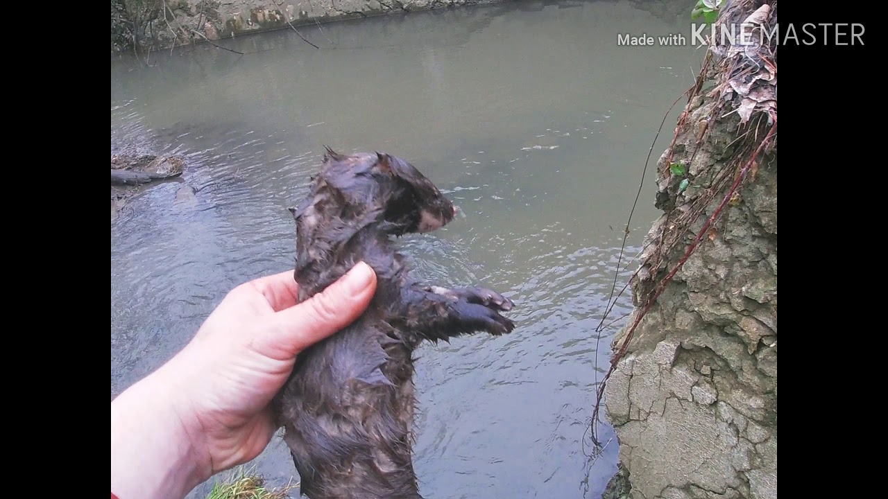 Mink trapping- Blind sets for Mink
