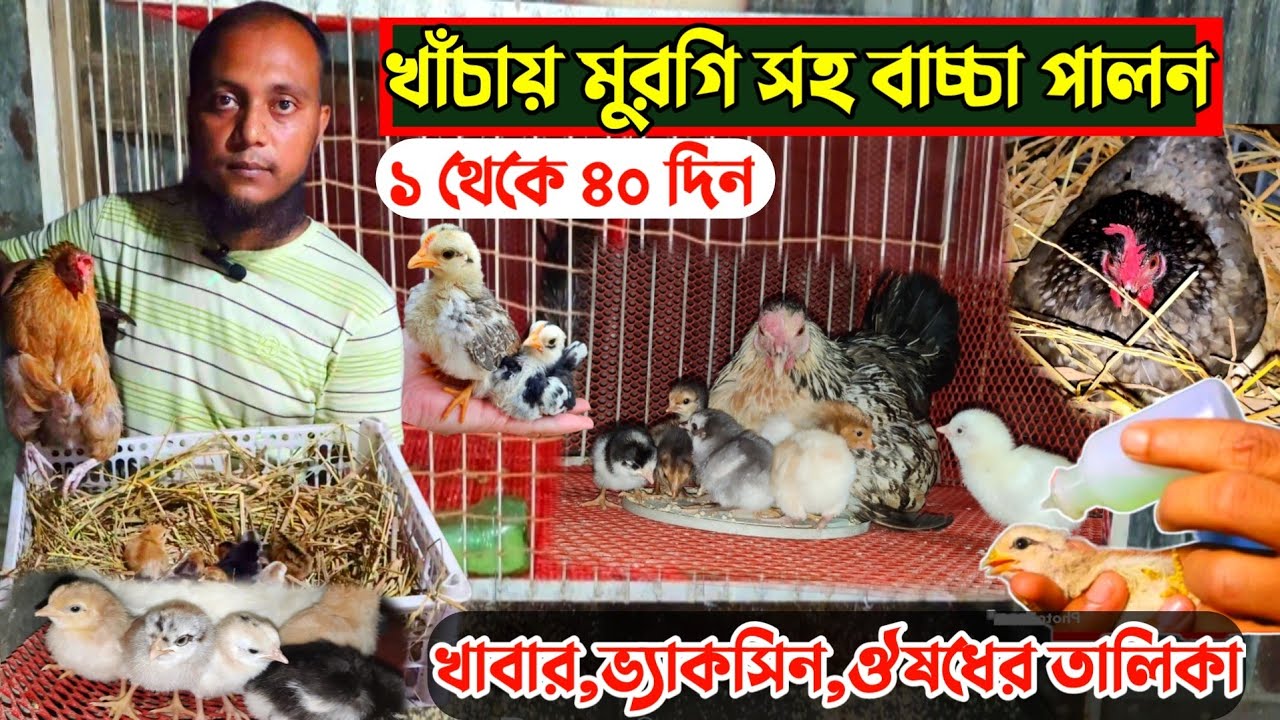 ১ থেকে ৪০ দিনের মুরগির বাচ্চার ঔষধ ও ভ্যাকসিন তালিকা || বাচ্চা থাকবে সুস্থ সবল ||