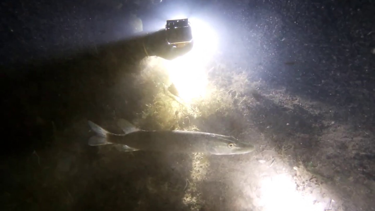 Duikje @ De Gavers Harelbeke