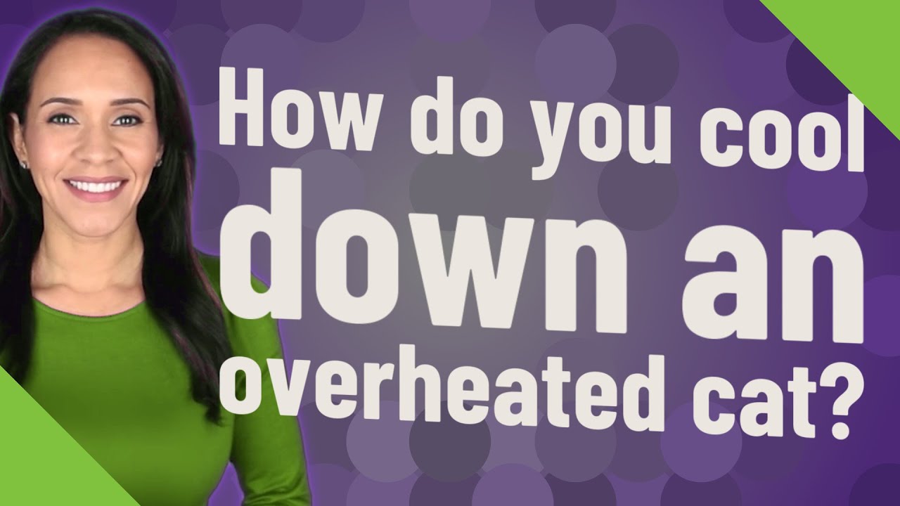How do you cool down an overheated cat?