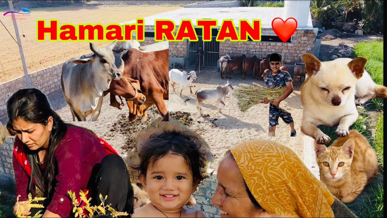 Fighting bahot jyada ho rahi hai new cow ke saath / kab samjegi sab gaay ??