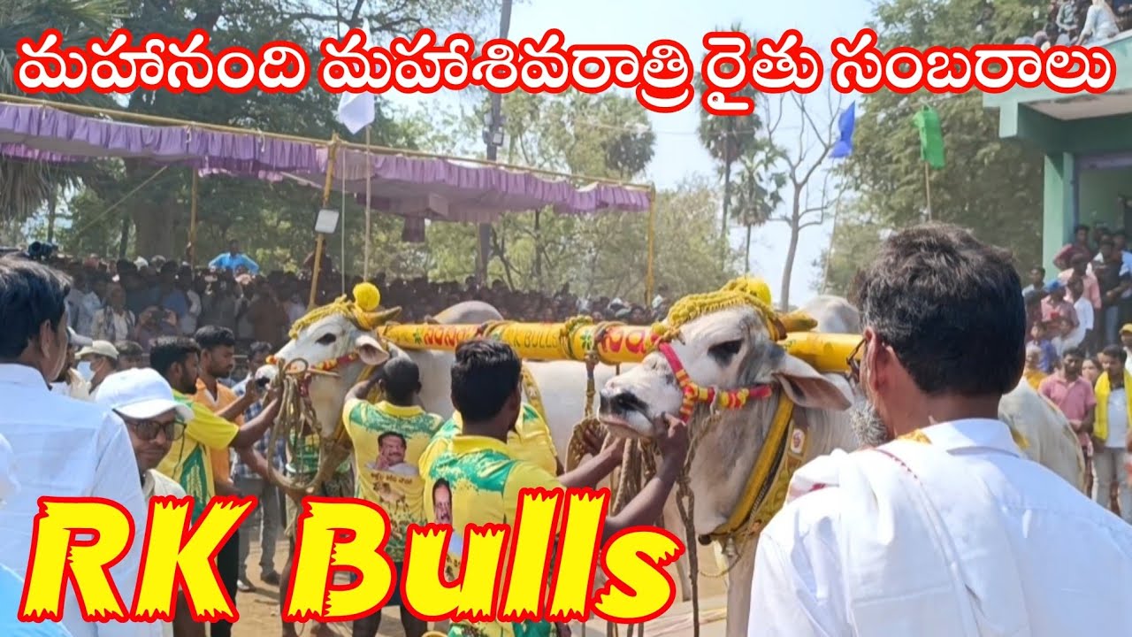 RK BULLS 🏆 4 Th Place మహాశివరాత్రి రైతు సంబరాలు/MAHANANDI BULLS RACE 2024 #ongolebulls #rkbulls