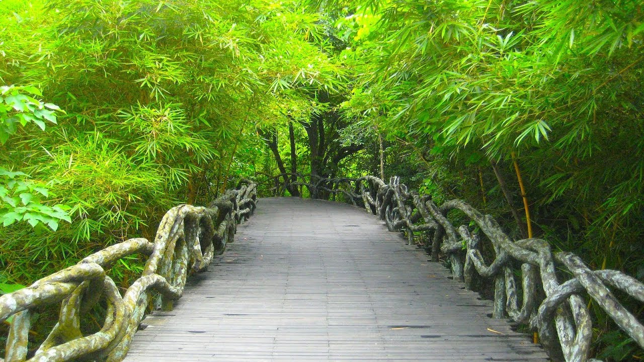 Relaxing Spa Music - Asian Woods | Peaceful, Soothing, Calming ★41