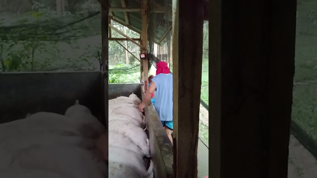 Kokonin na sila bukas