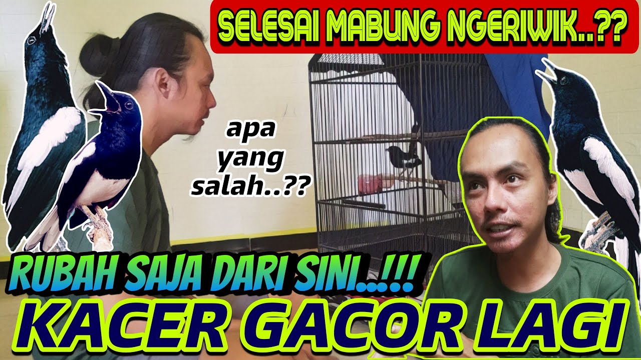 HANYA RUBAH INI SAJA ⁉️ KACER NGERIWIK SELESAI MABUNG KEMBALI GACOR DAN BUKA EKOR