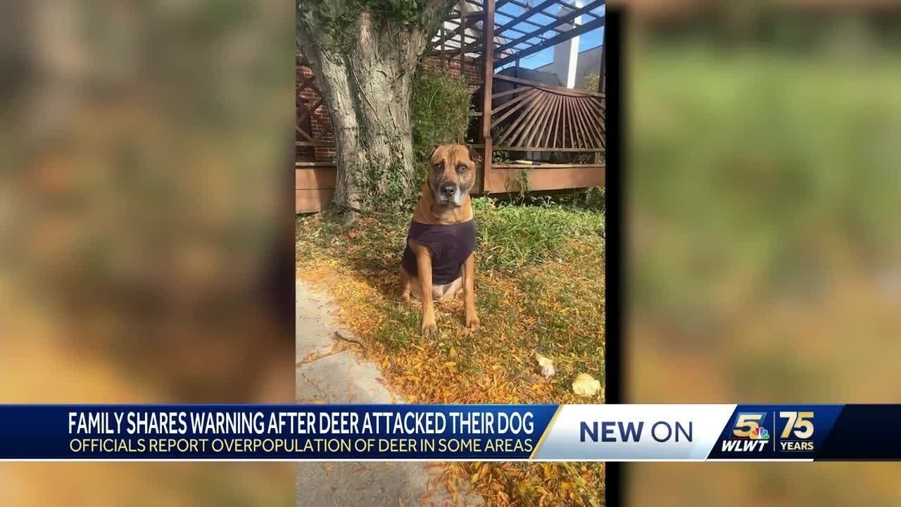 Aggressive buck attacks Deer Park family's dog