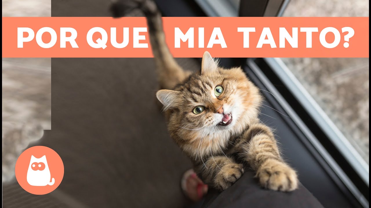 GATO MIANDO MUITO, o que fazer? 🐱🔊 (10 Causas e Soluções)