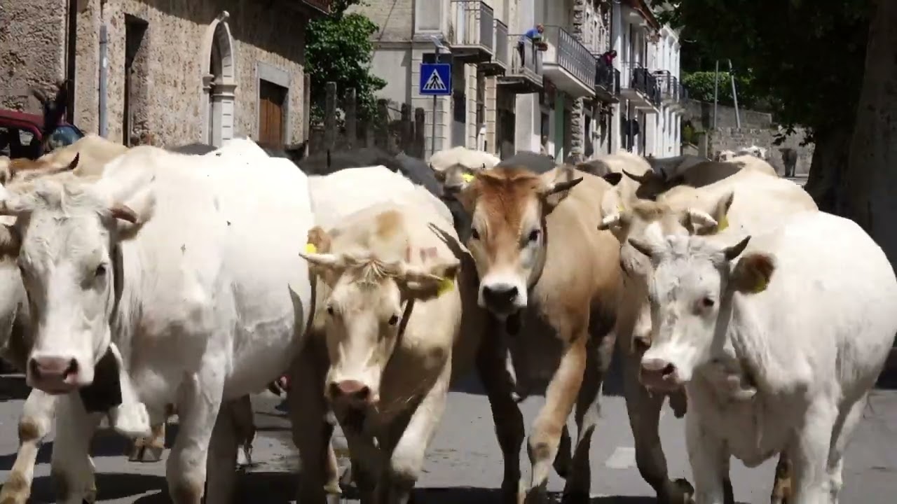 Padula/Arenabianca - 🌾🐮🌄 Transumanza: la magia della tradizione che si rinnova! 🌄🐮🌾