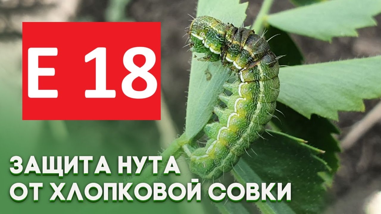 НУТ | Защита от ХЛОПКОВОЙ СОВКИ | E18 SILVER STAR |