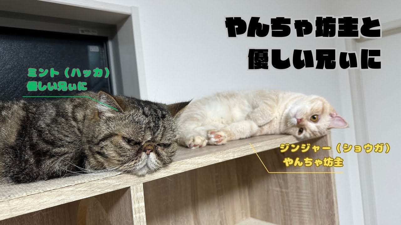 ♯1 やんちゃ坊主と優しい兄ぃに