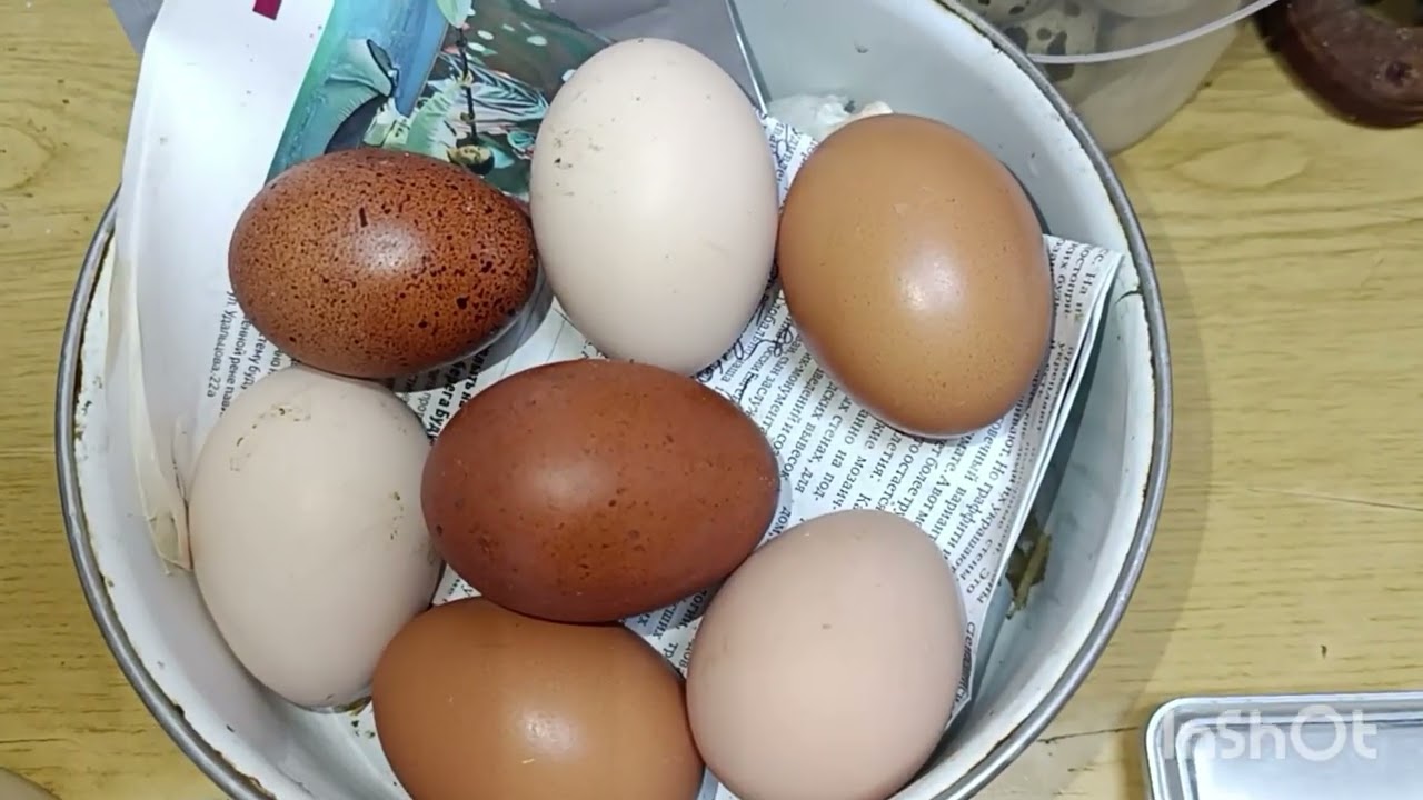 Очень крупные яйца 🥚🤨 стали нести курочки. 🐔