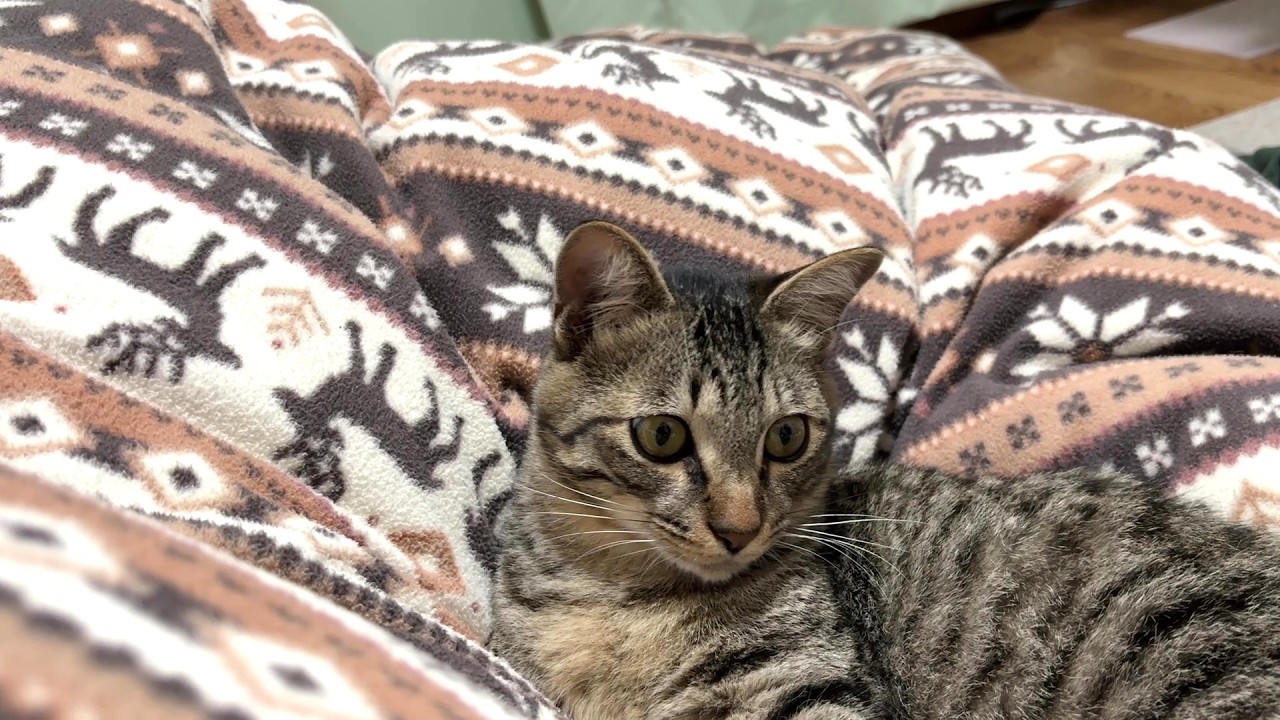 【保護猫】子猫と一緒に寝るようになって幸せを極めています