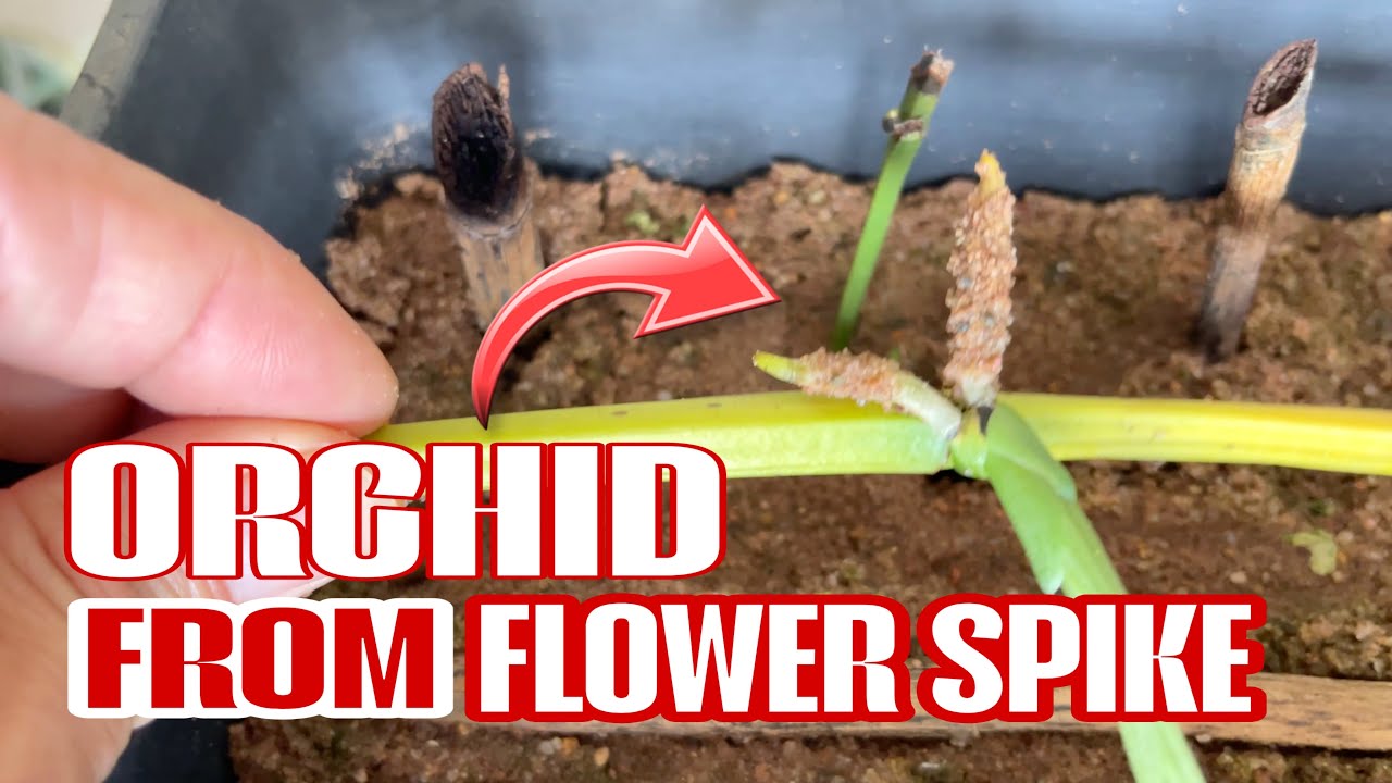 Orchid Myth Tested: Can Phaius Really Propagate From Flower Spikes?