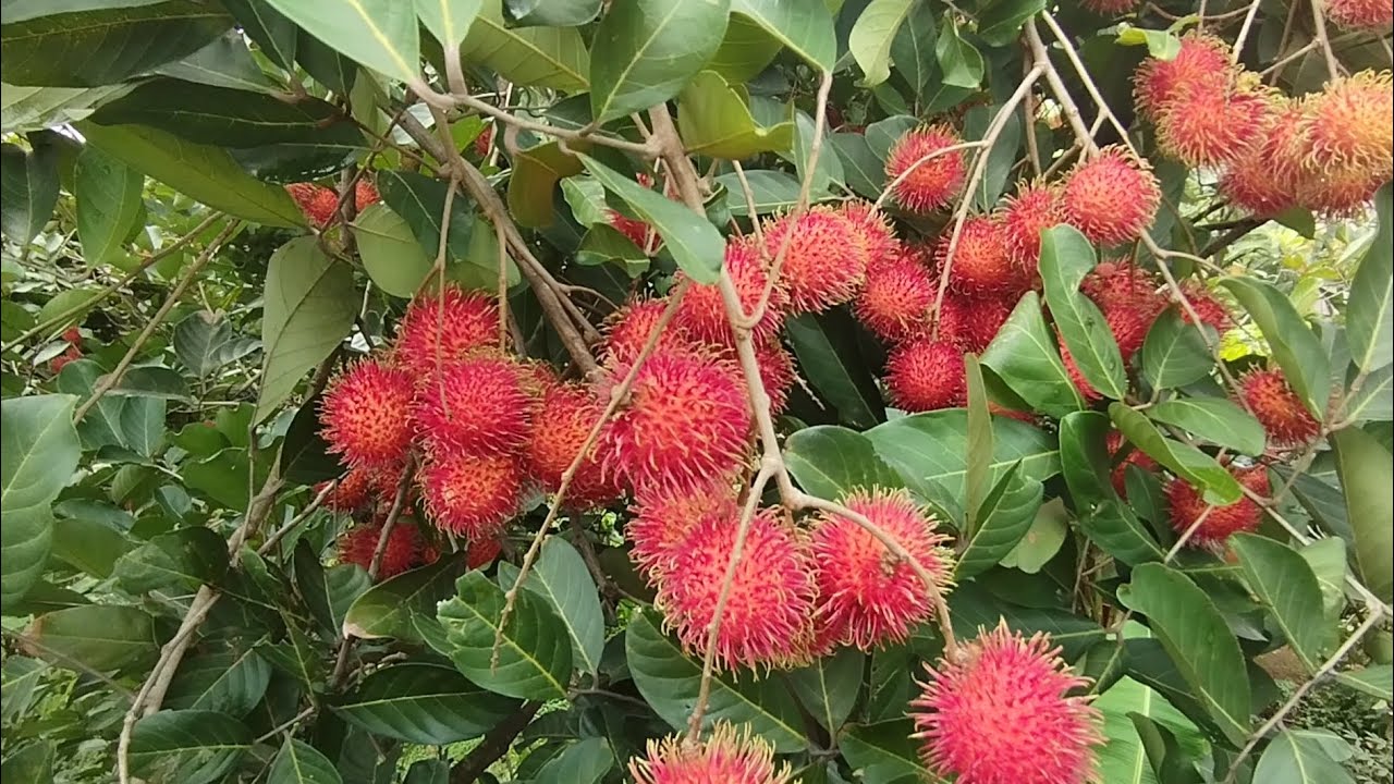 Panen Buah Rambutan Tahun 2025 Berikut Harganya#mangemochannel