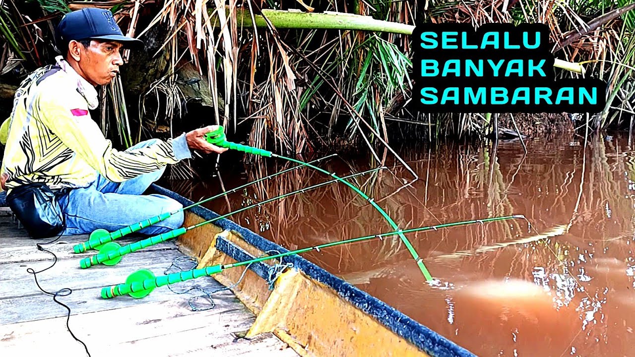 Sangat beruntung,mancing udang galah di sungai ini selalu banyak sambaran