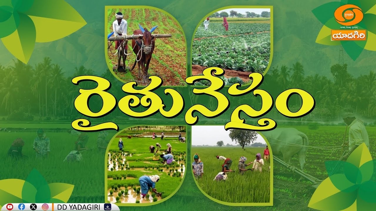 రైతునేస్తం | లేగదూడల మరణాలు అరికట్టే విధానం | శాస్త్రీయ పద్ధతుల్లో సీమ పందుల పెంపకం