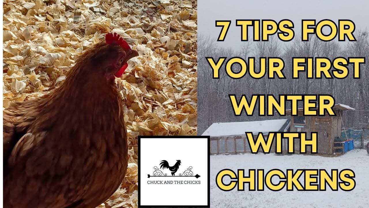 7 Tips For Your First Winter With Chickens