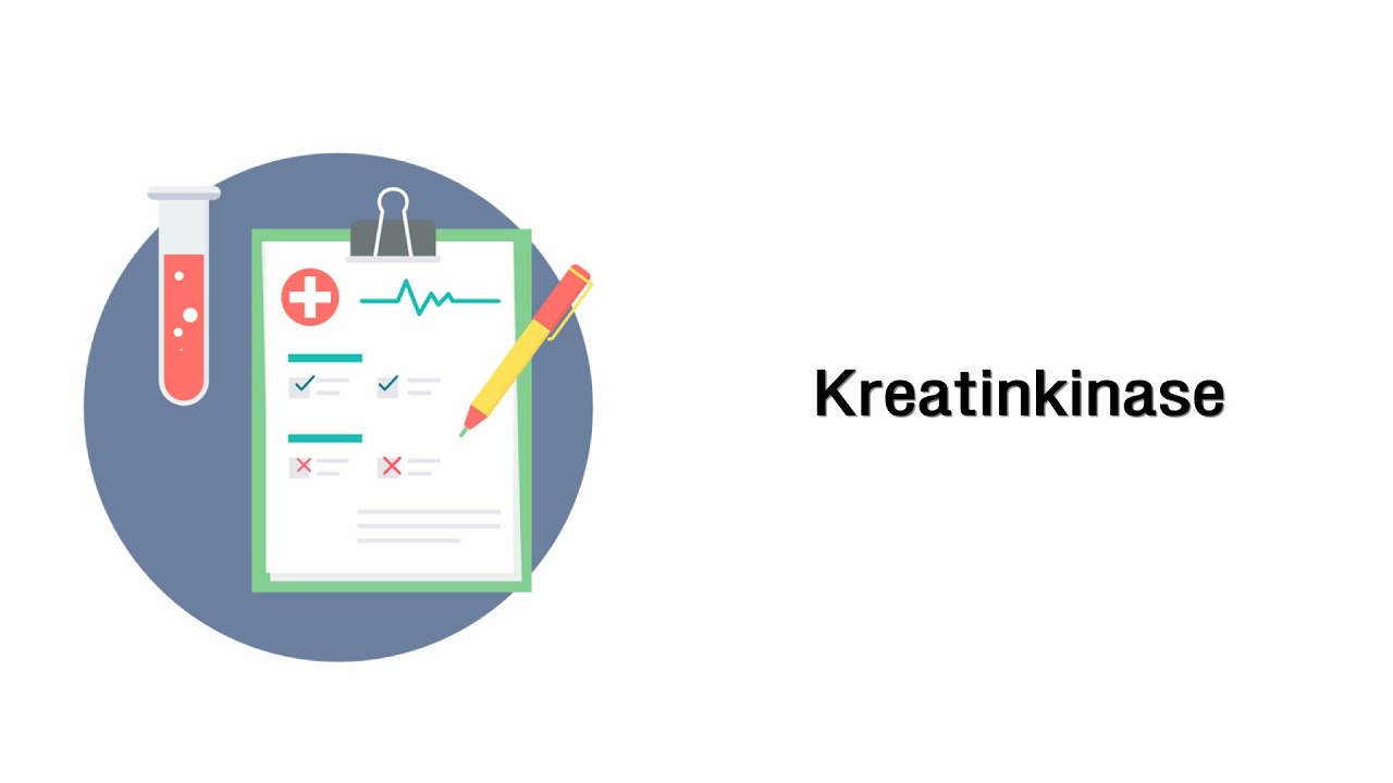 Kreatinkinase - Laborwerte / Blutbild