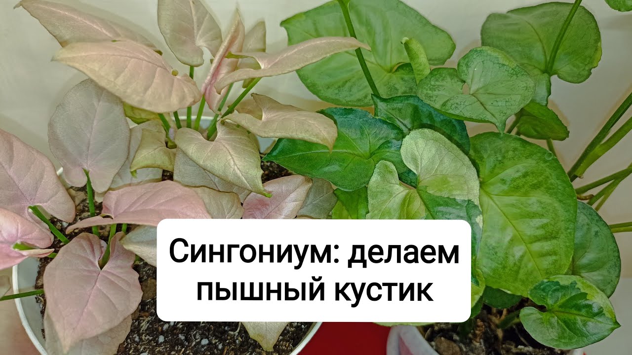 Сингониум: делаем пышный кустик