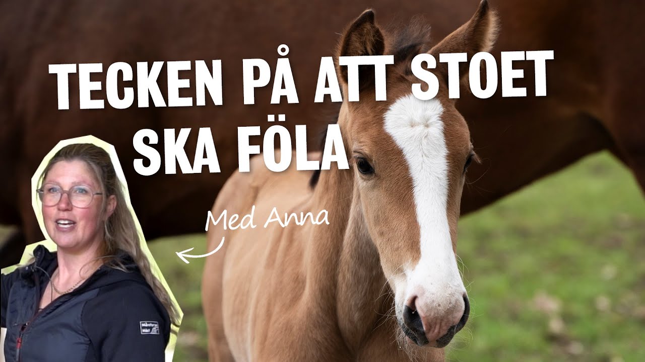 Tecken på att stoet ska föla - Fölningsspecial AVSNITT 3 ✨