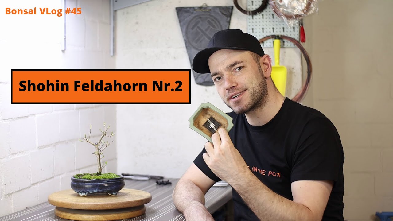 Nächster Shohin Bitte! Feldahorn [Acer Campestre] Shohin Nr.2 | Bonsai VLog #45