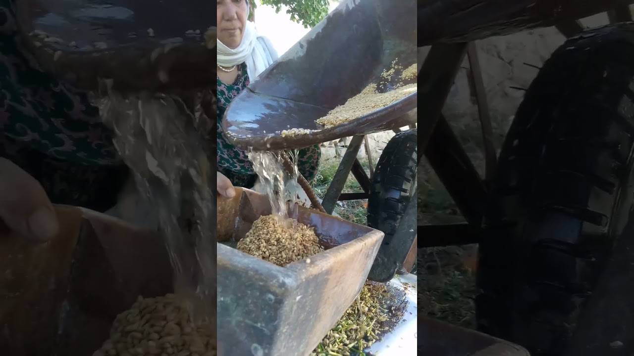 hunza gojal washing wheat#Pakistan#hunza#or #originalvideo