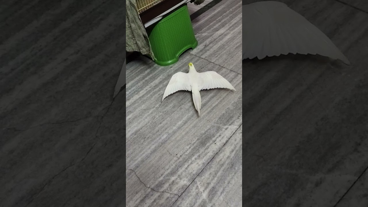 My adorable pets🧿❤#birds#vairalvideo#youtubevideo 