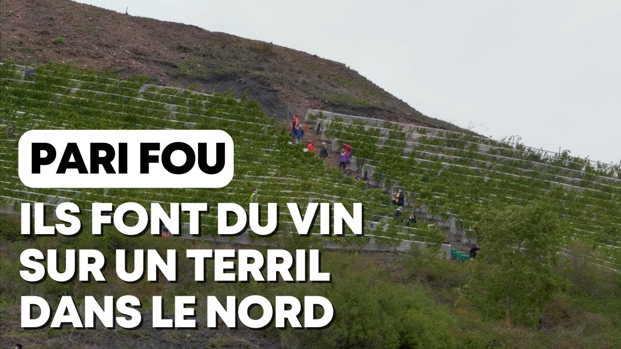 Ils produisent du vin dans le Nord de la France !