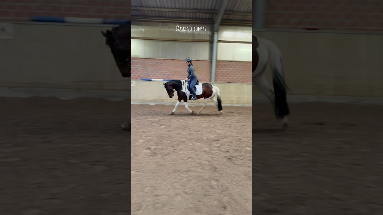 Berittpferd Amigo - Raus aus dem T&ouml;lt! 🐴 Part 1 // #askino #beritt #equestrian #horse #ytshort