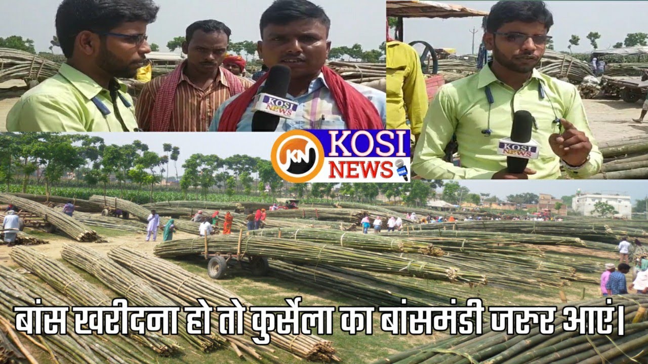 बांस खरीदना हो तो कुर्सेला का बांसमंडी जरुर आएं। || bamboo market || Kosi News