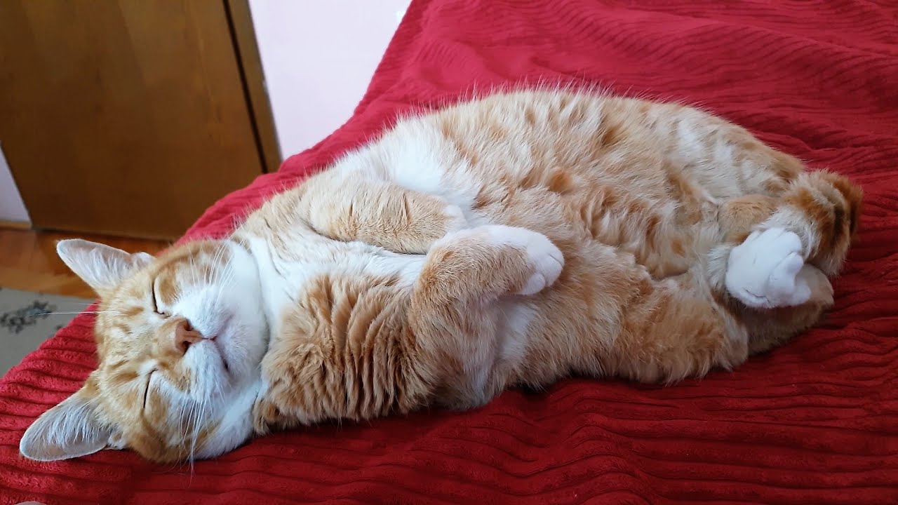 Cat Gets Love From His Dad