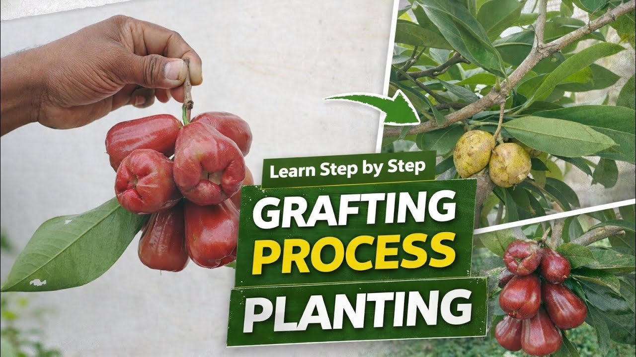water apple grafting process🌱|planting ASMR video|#trending#viral#asmr#plants#grafting#nature#fruit 