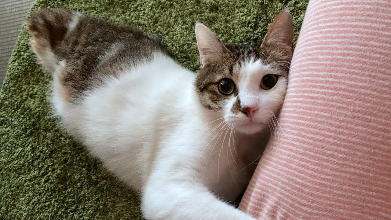 目覚まし猫おむすび、裸の怪獣エース