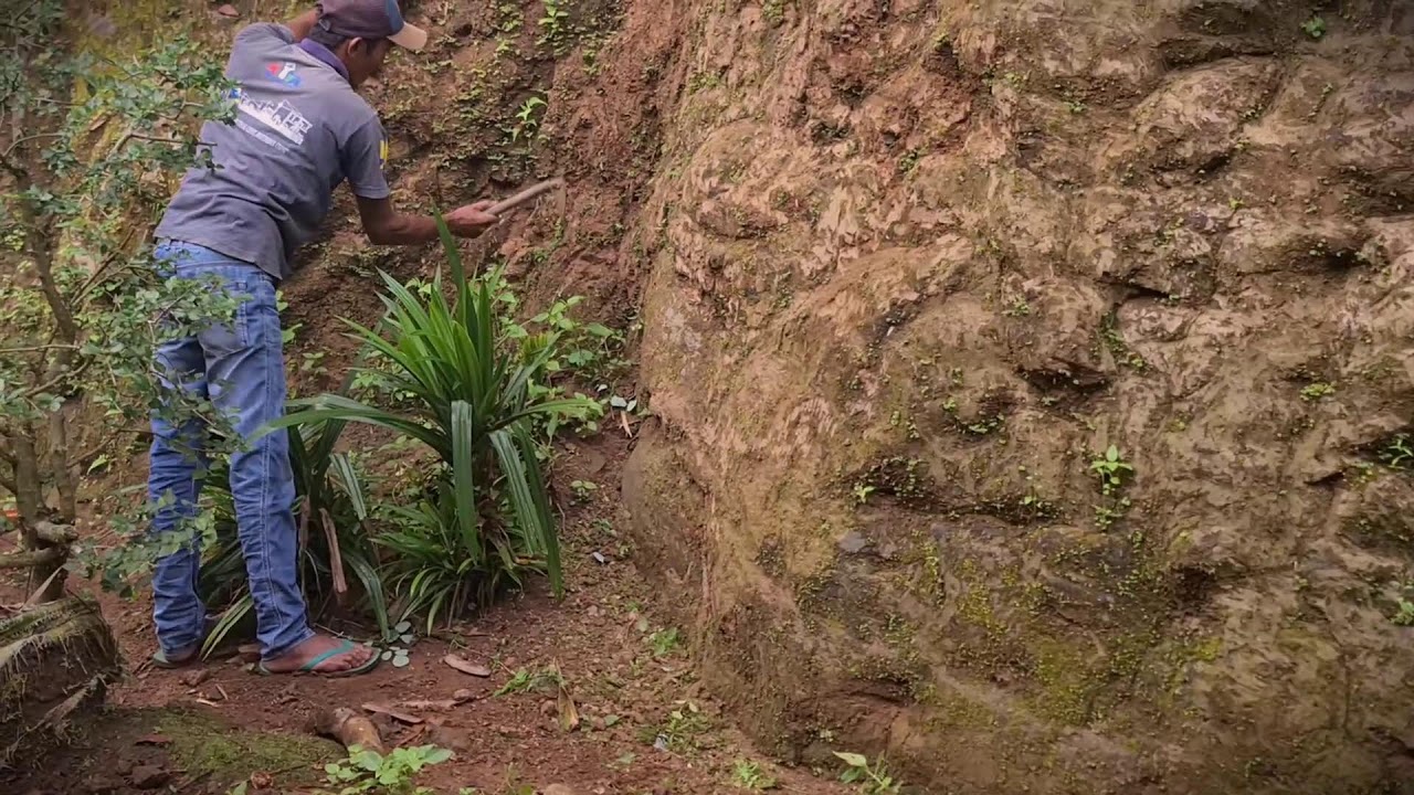 Maintenance Hack: Simple Tool for Deep Cleaning Moss _FarmersLife _Shorts