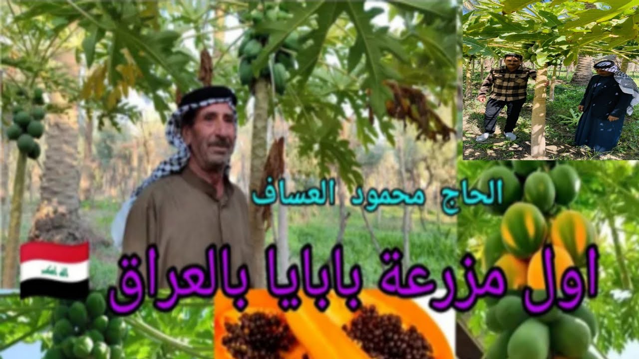 اول مزرعة فاكهة البابايا في العراق للحاج محمود العساف قريبا في الاسواق العراقية#المغامر_فاضل_الشامي