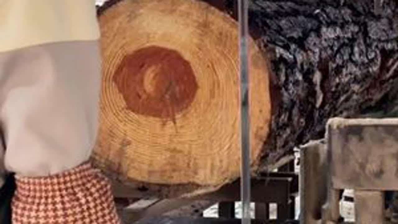 马尾松托盘料